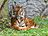 Panthera tigris sumatran subspecies.jpg