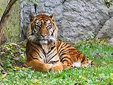 Panthera tigris sumatran subspecies.jpg