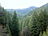 Conifer forest.jpg